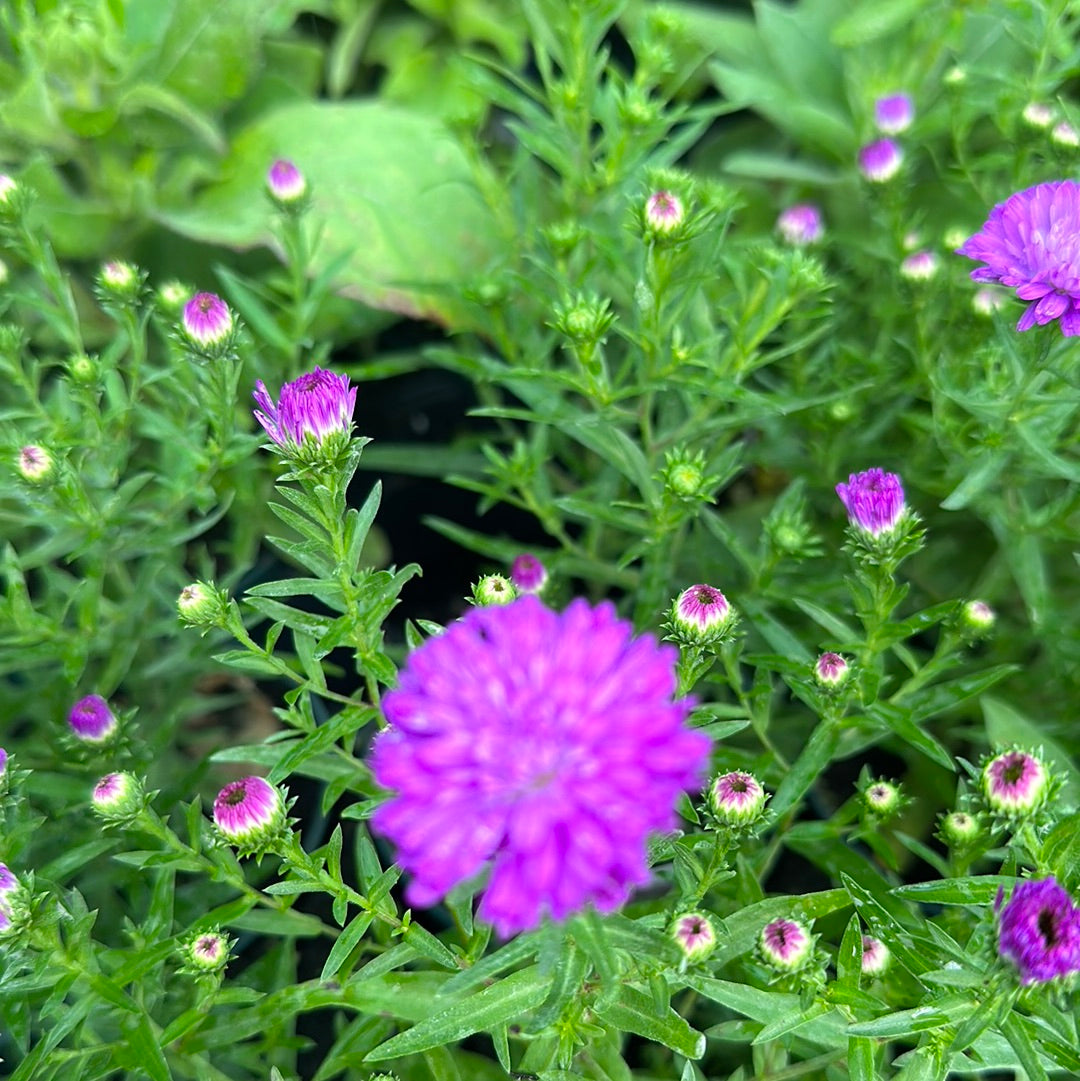 Fall Aster