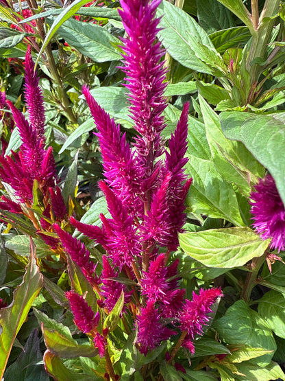4" Celosia