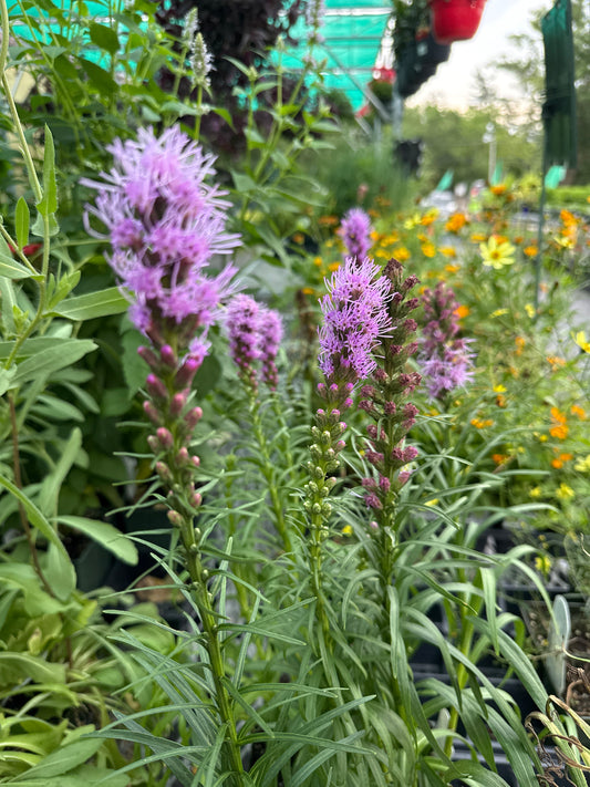 4" Liatris 'Kobold'