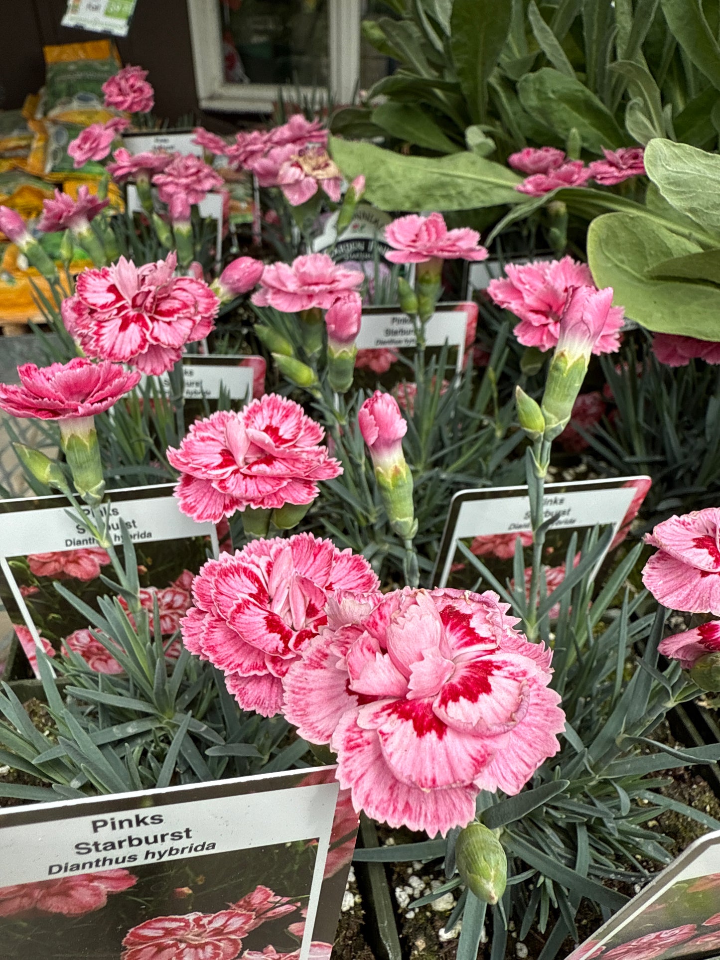 4" Dianthus