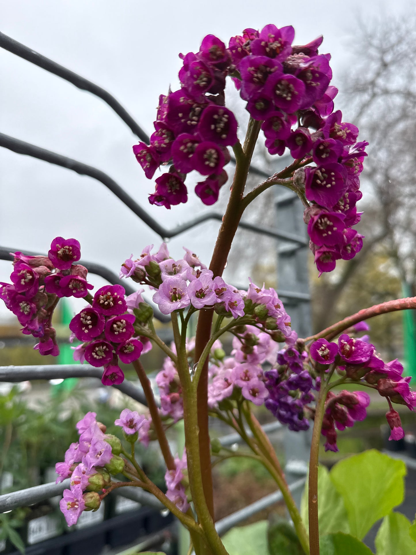 Bergenia