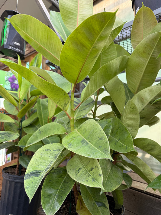 Moonshine Ficus 'Ficus Shivereana'