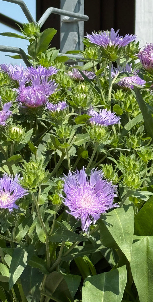 1 Gal Stoke's Aster