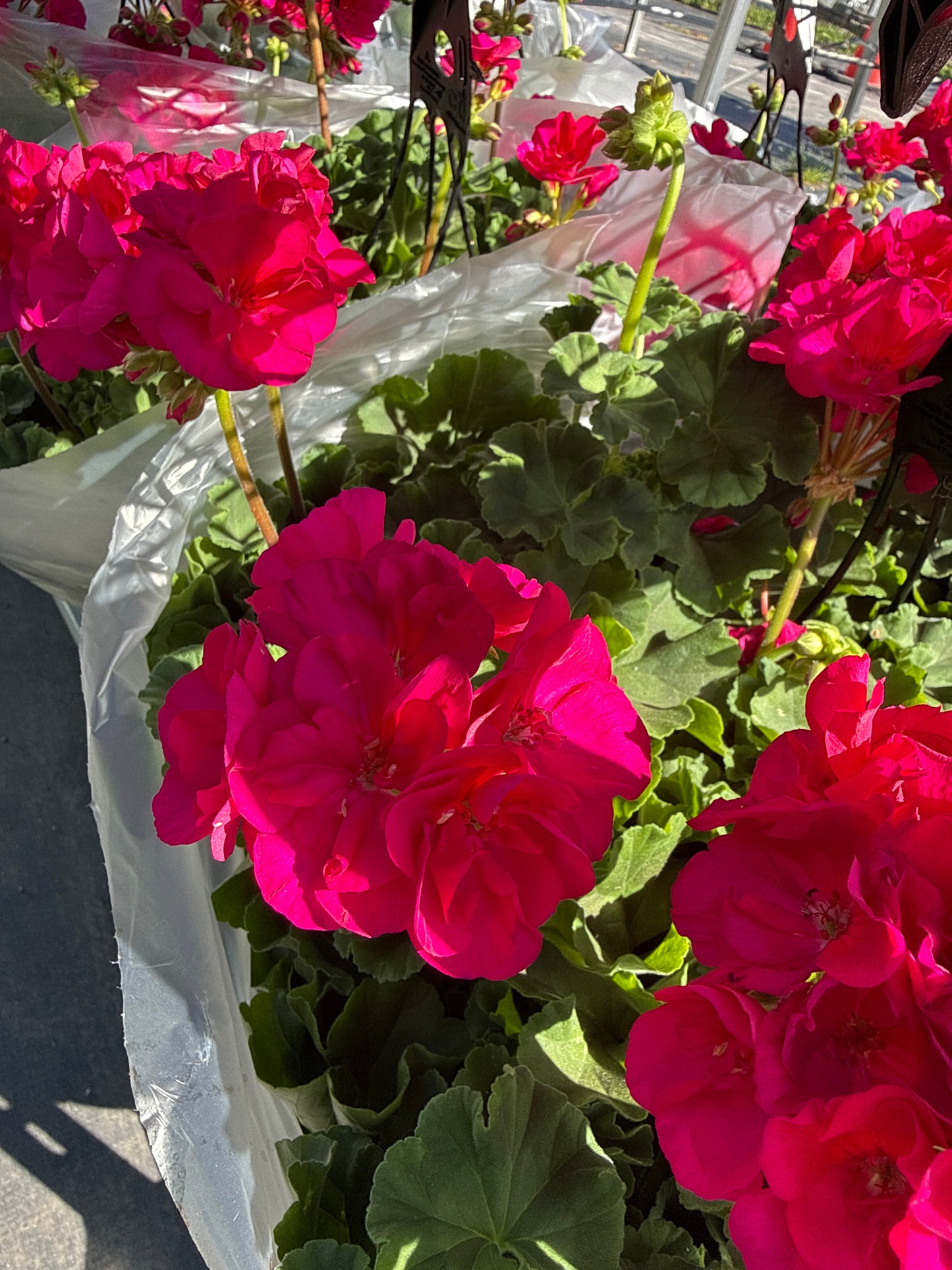 12" Hanging Basket