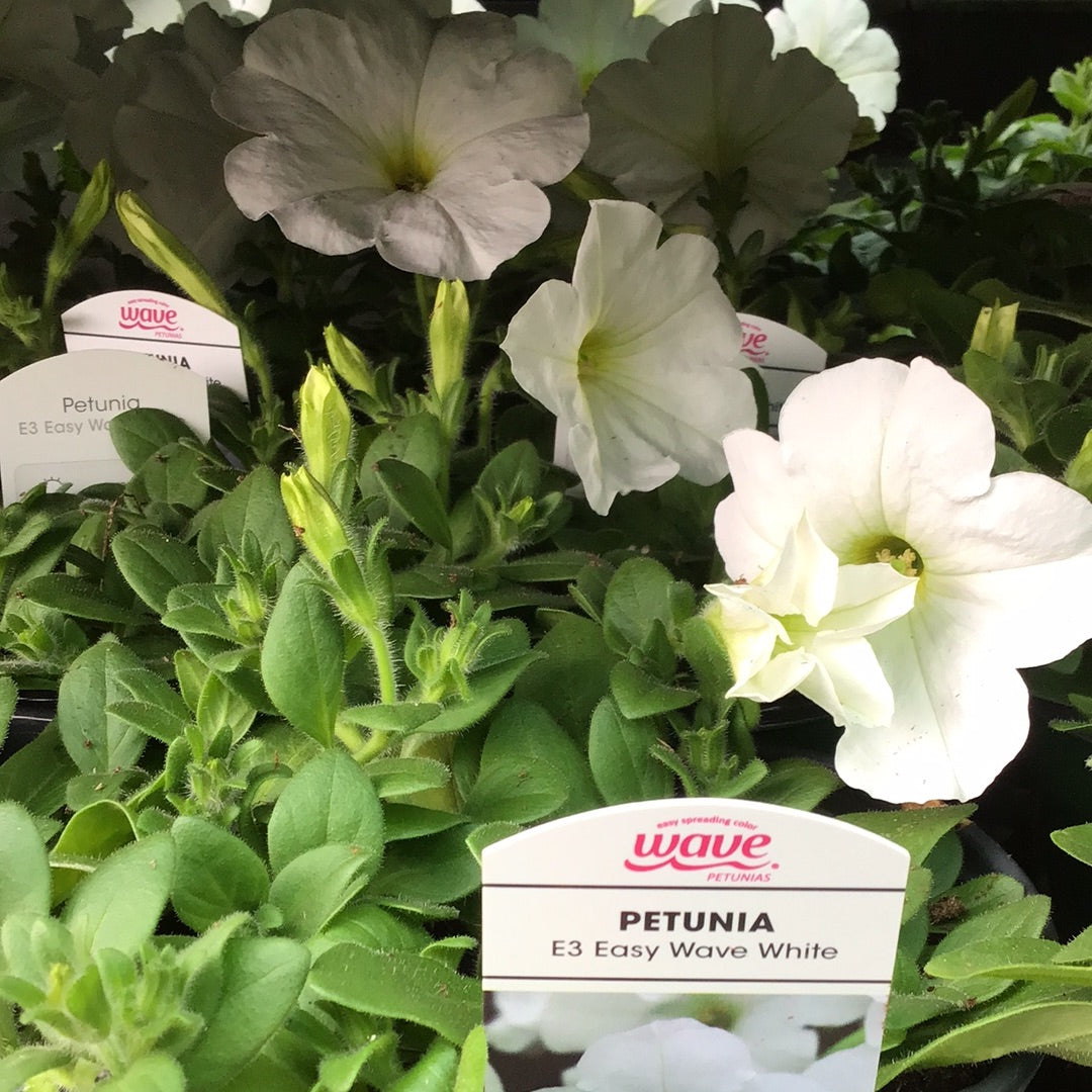 4" Wave Petunia