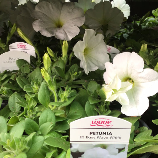 4" Wave Petunia