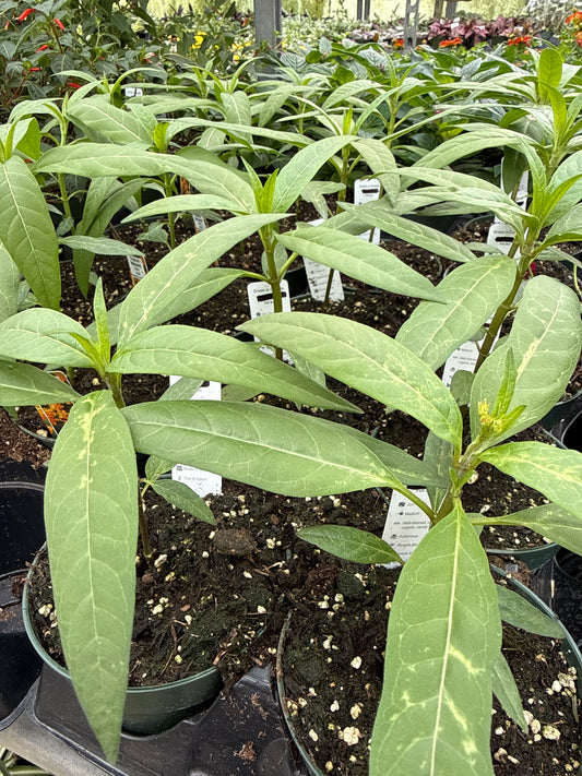 Tropical Milkweed 'Asclepias' Silky