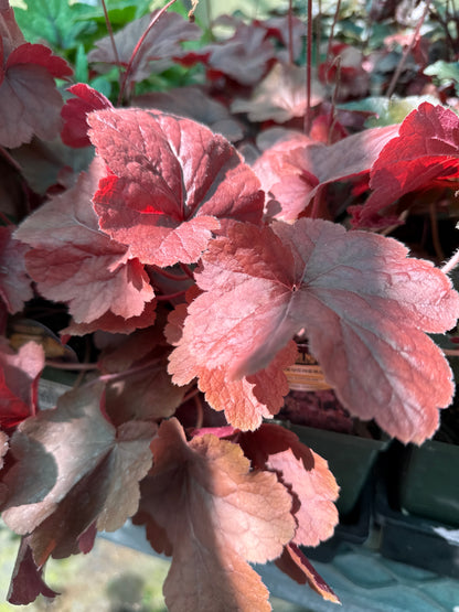 1 Gal Heuchera (Coral Bells)