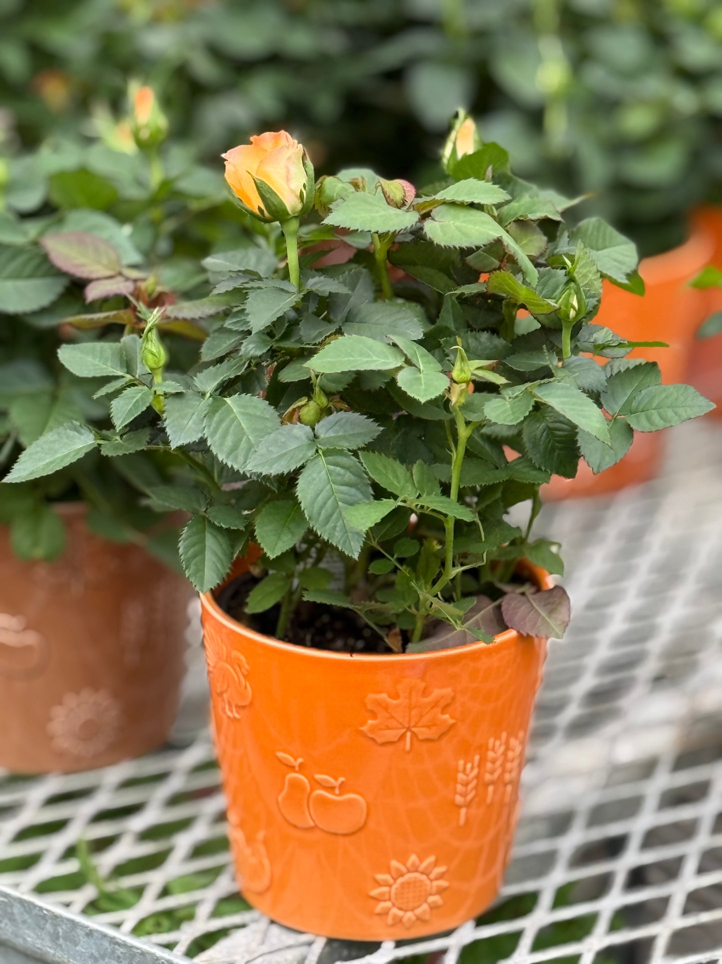 4" Thanksgiving Ceramic pot with Mini Rose