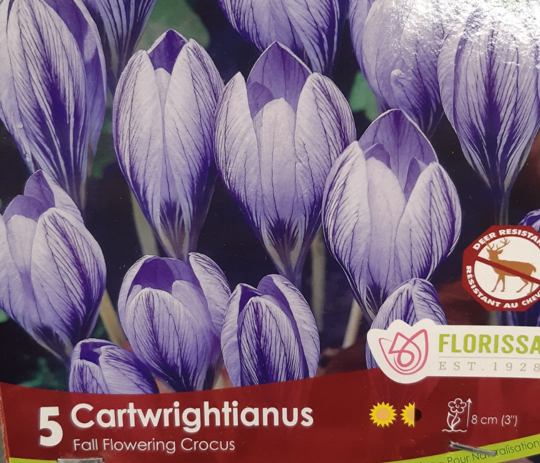 Fall Flowering Crocus Bulbs