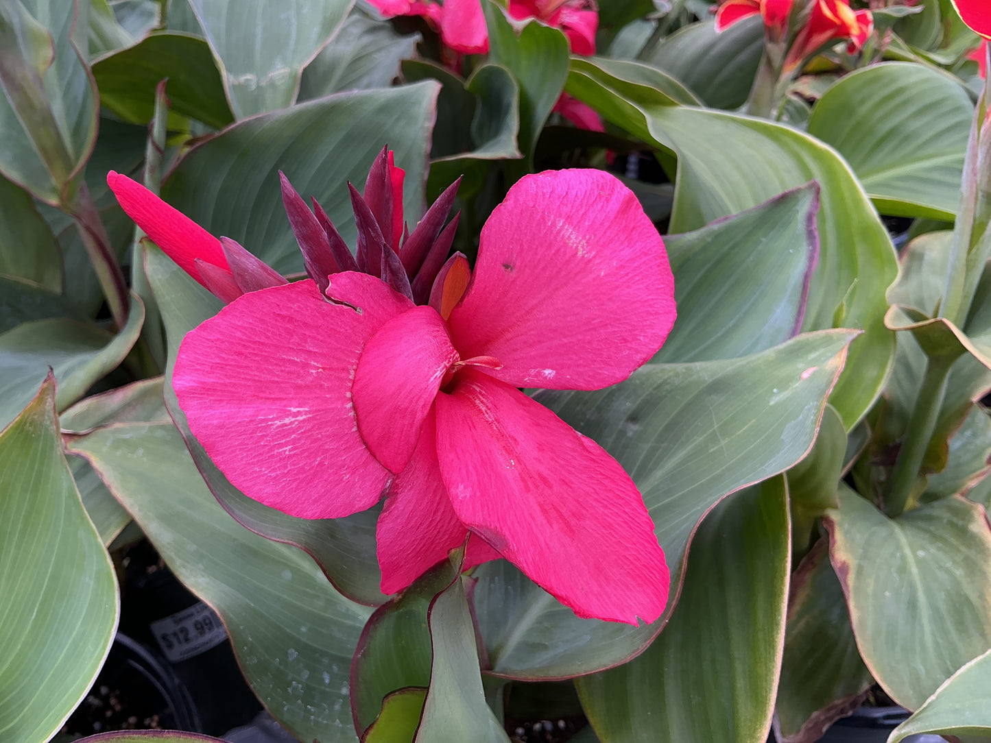 Canna Lilies