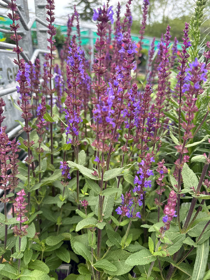 4" Perennial Sage 'Salvia'
