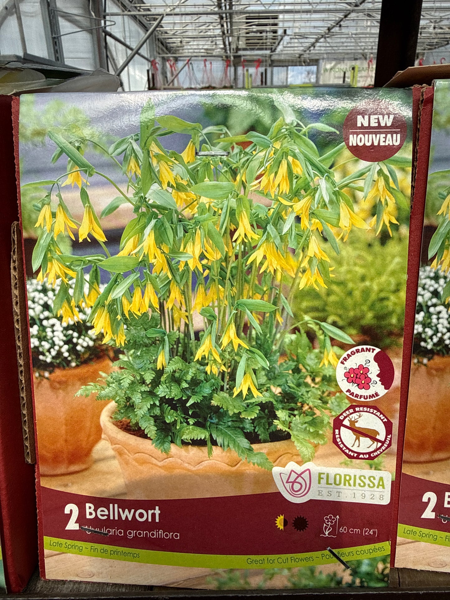 Native Corms and Rhizomes