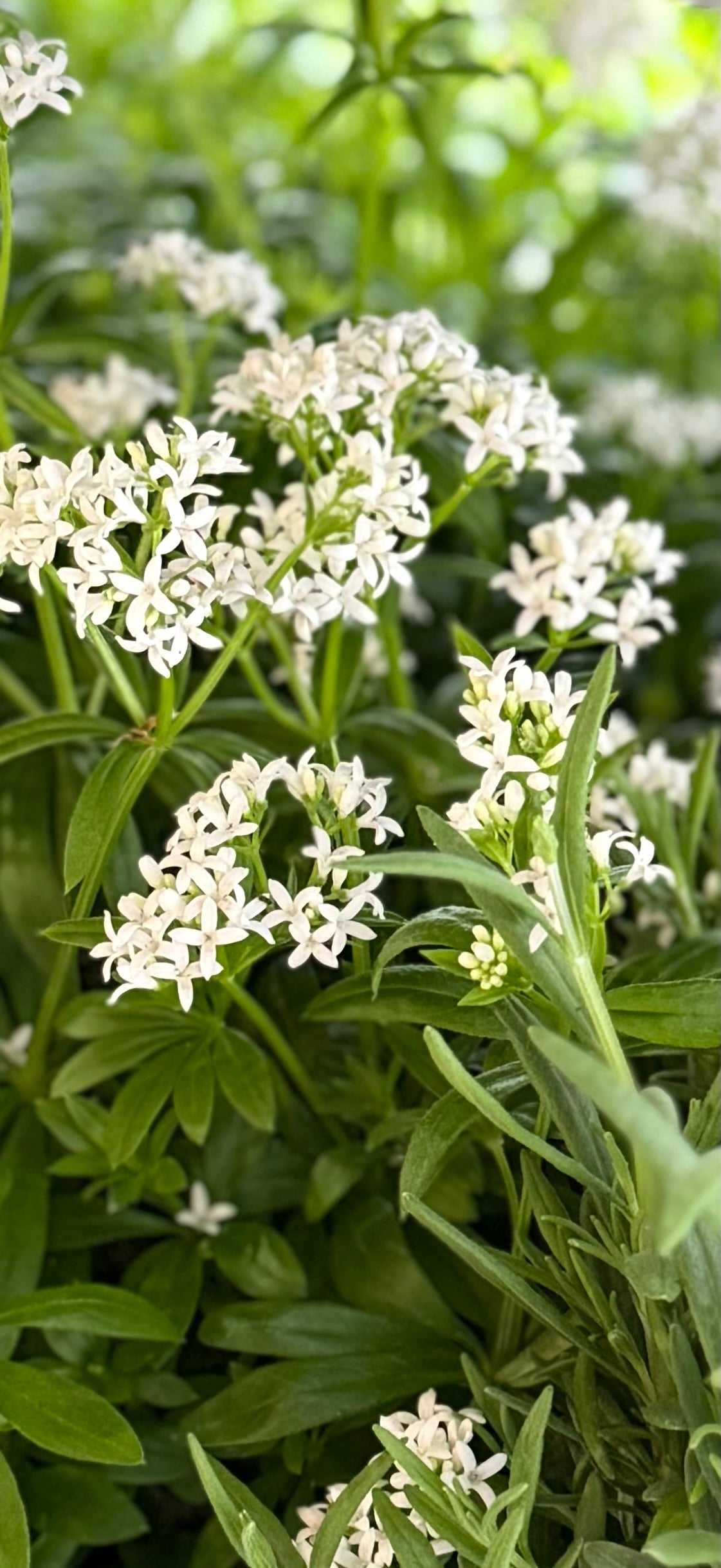 4" Sweet Woodruff (Galium)