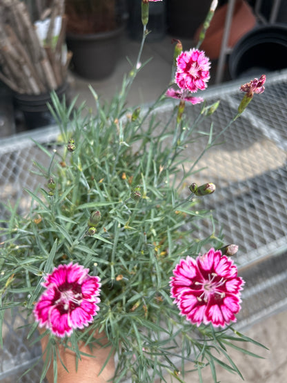 1 Gal Dianthus