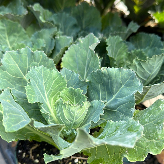 4.5" Ornamental Cabbage