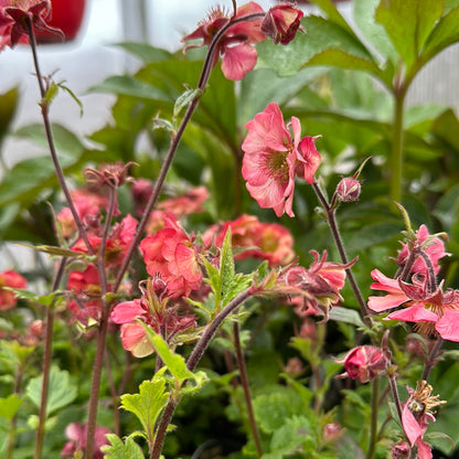 1 Gal 'Geum'