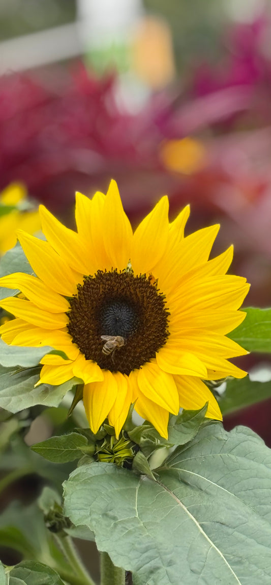 Potted Sunflower - 6"