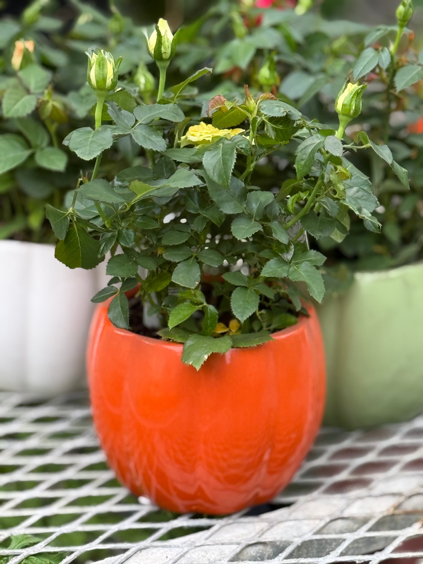 4" Country Pumpkin with Mini Rose