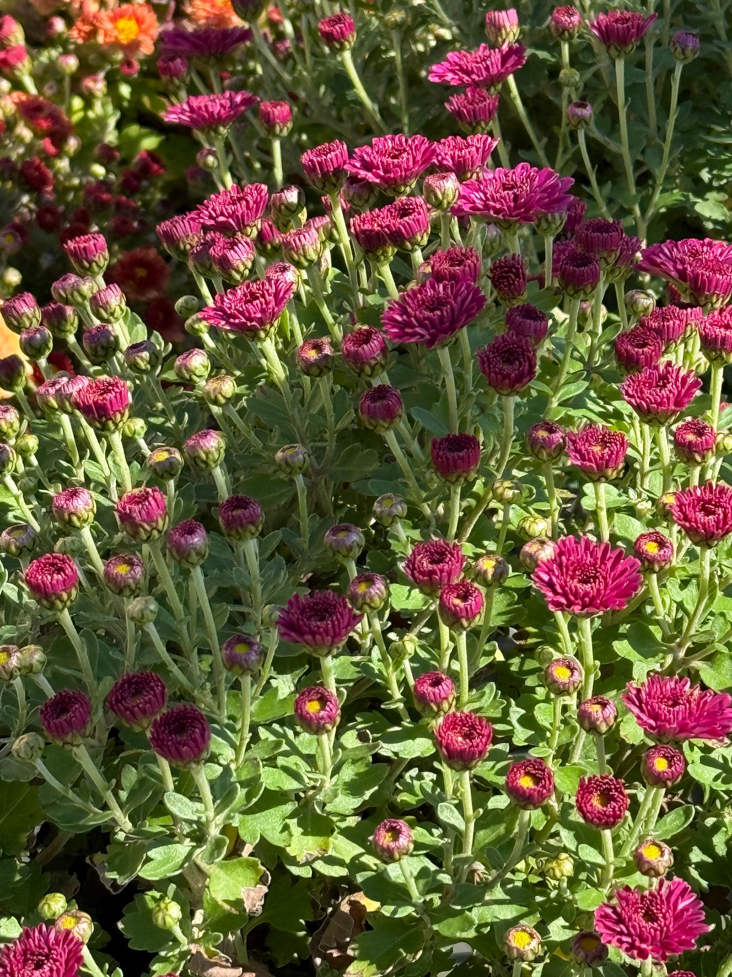 6" Fall Mums