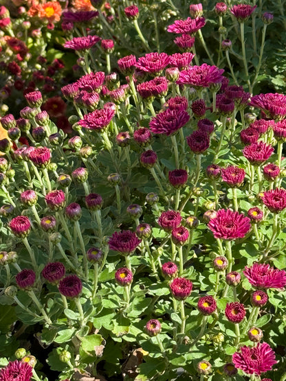 6" Fall Mums