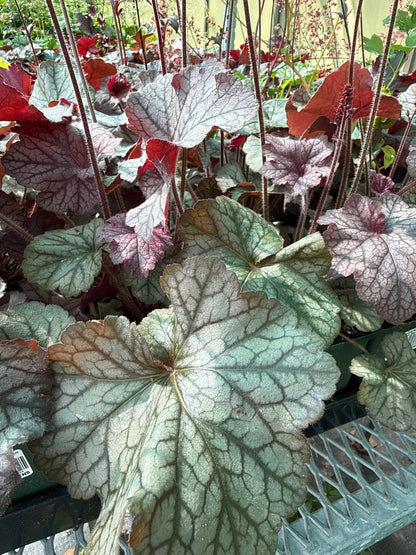 1 Gal Heuchera (Coral Bells)