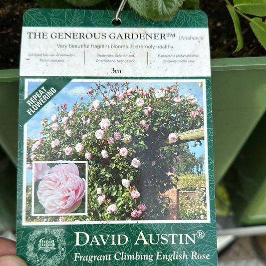 David Austin Rose 'The Generous Gardener' (Climber)