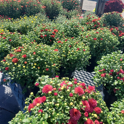 10" Fall Mums