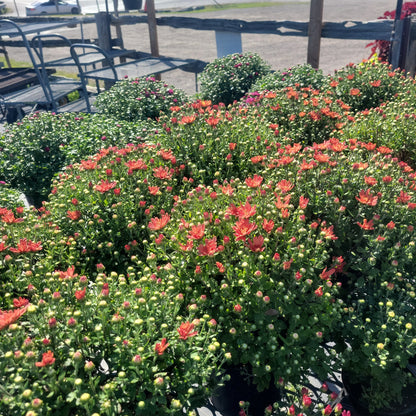 10" Fall Mums