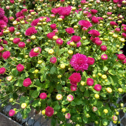 10" Fall Mums