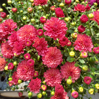 10" Fall Mums