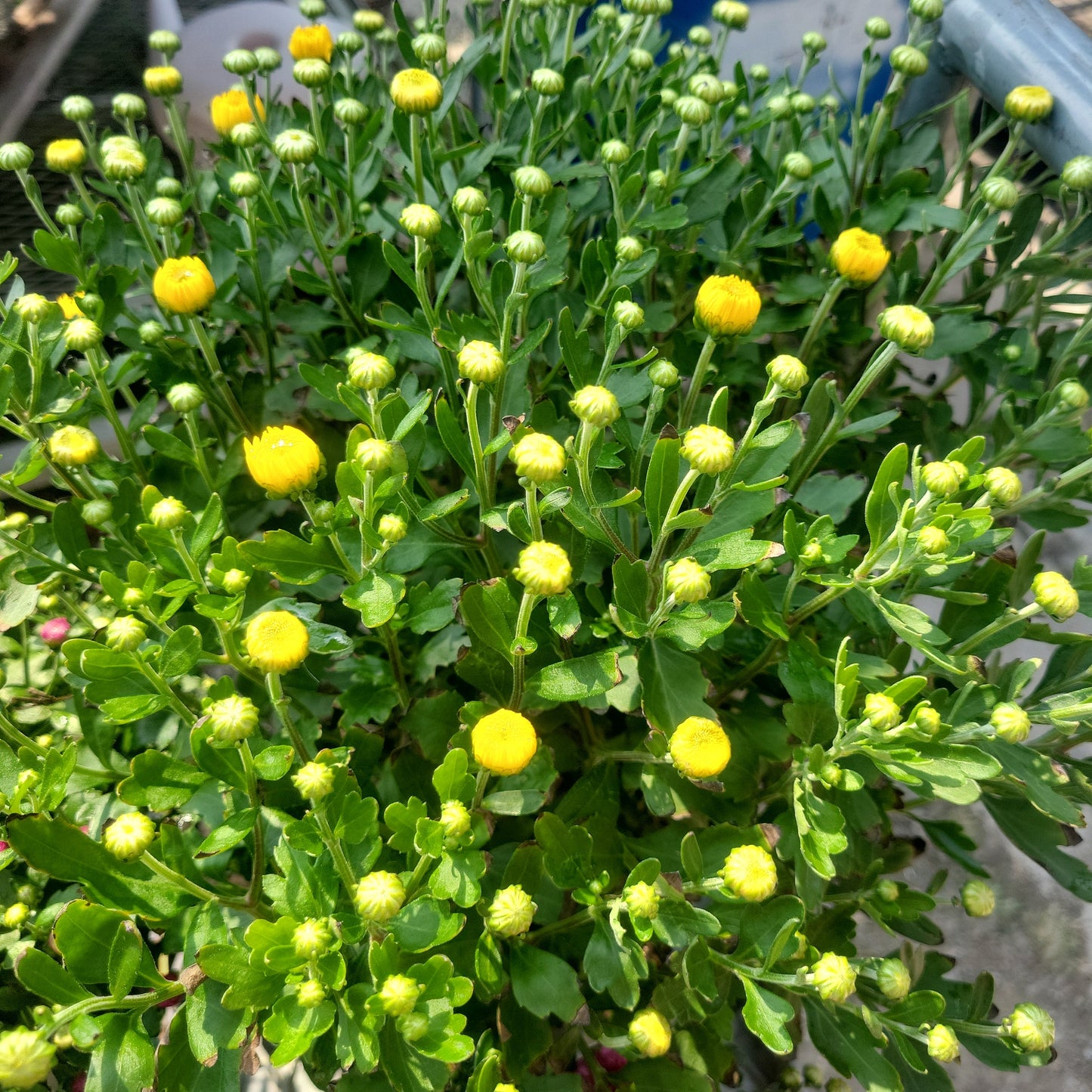 10" Fall Mums