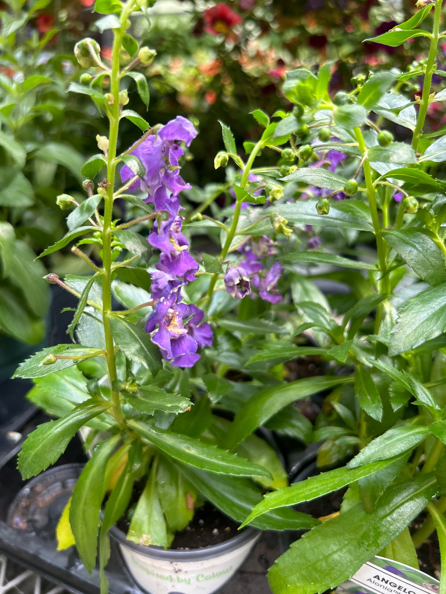 4" Angelonia