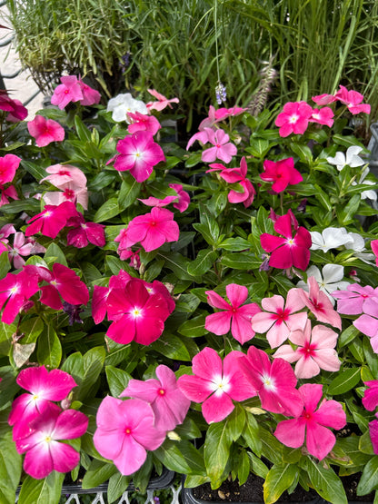Shade impatiens Multi pack