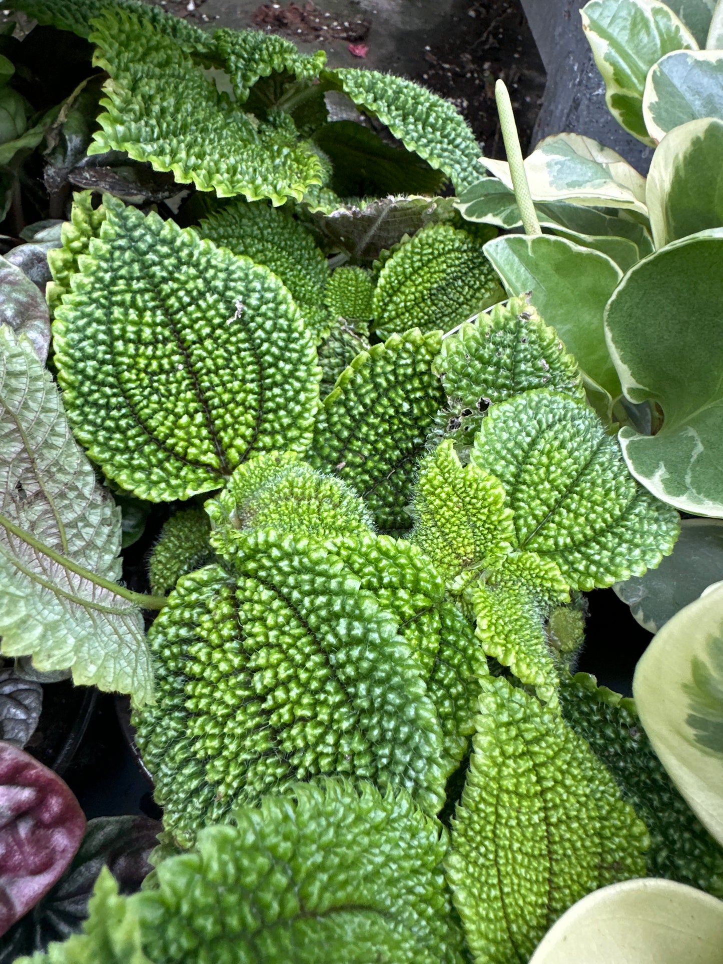 4" Assorted Pilea