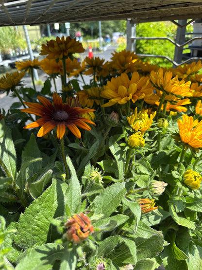10" One Variety Summer Planters