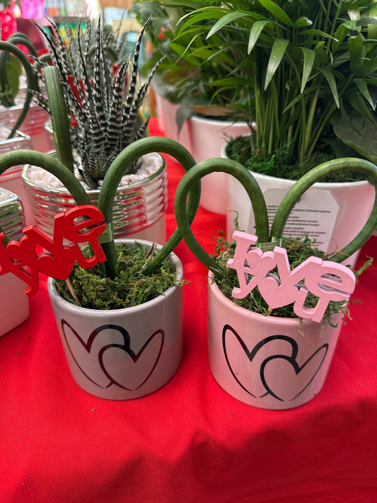 Double Love Pot with Sansevieria Heart Valentine's Arrangement