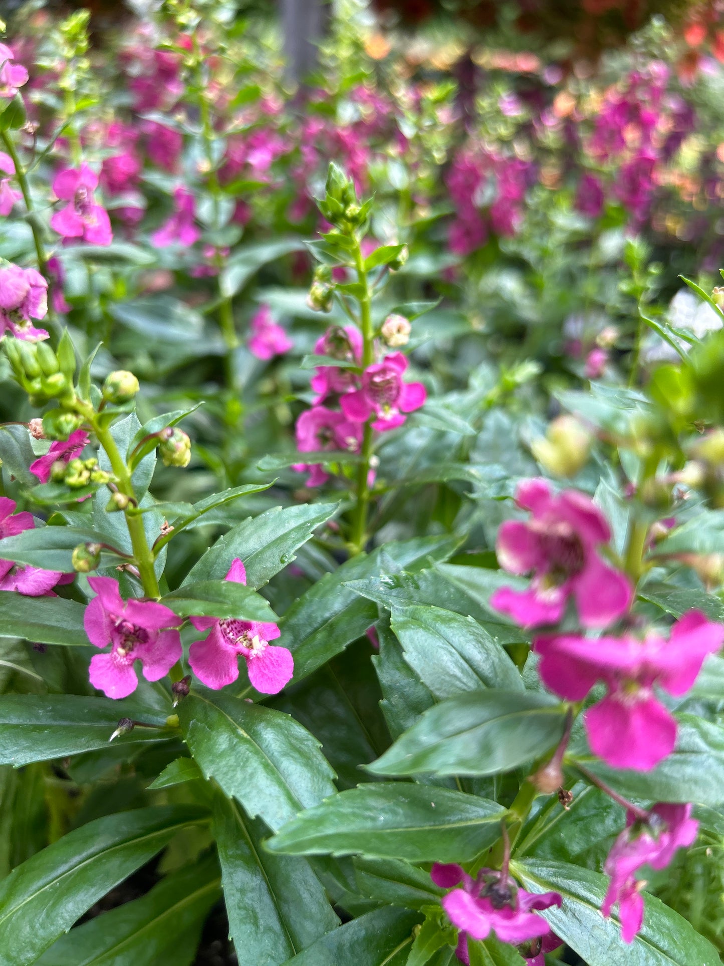 4" Angelonia