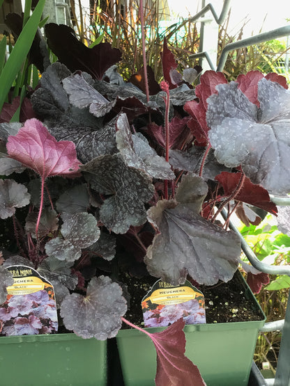 1 Gal Heuchera (Coral Bells)