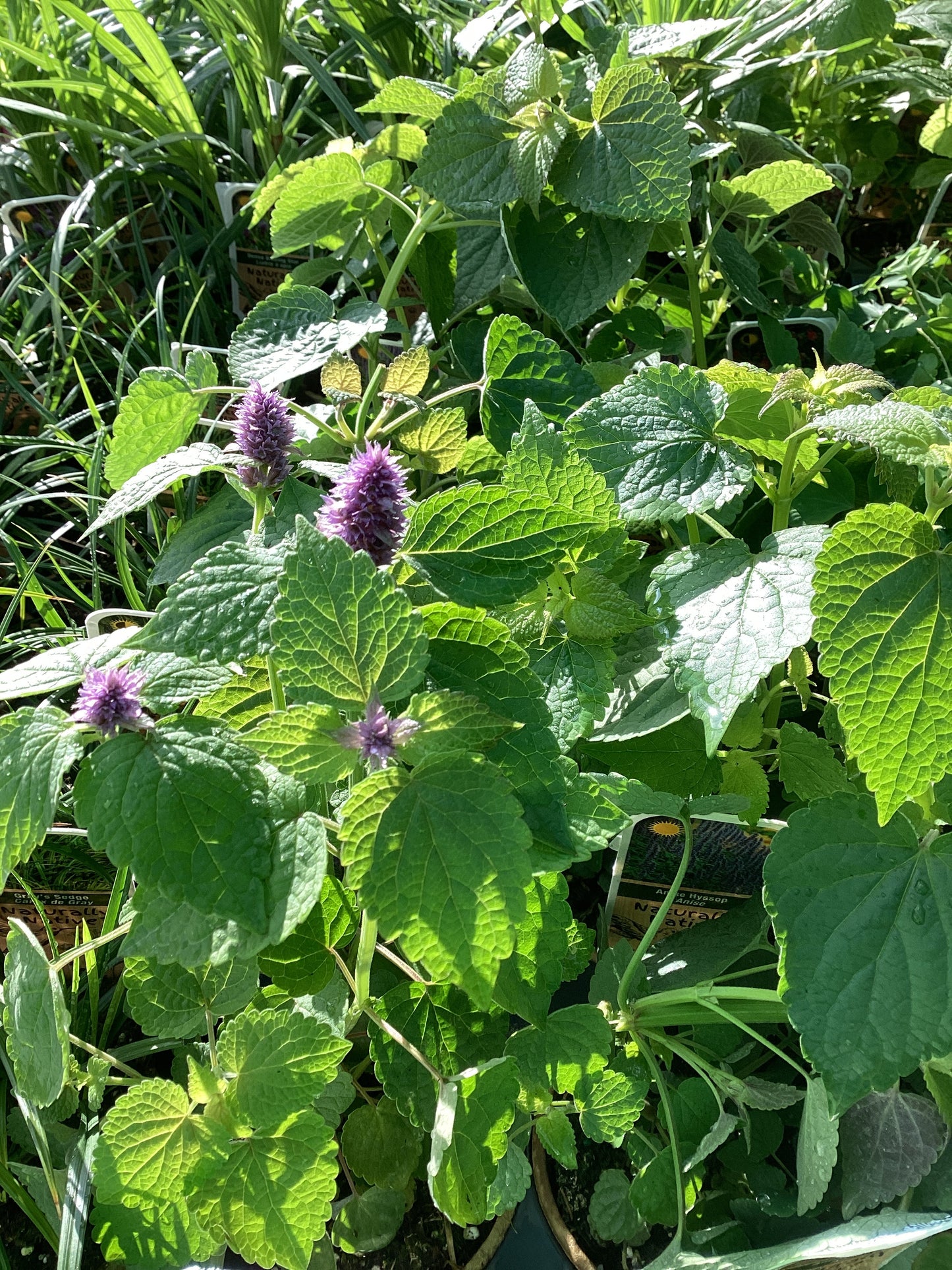 4" Anise Hyssop 'Agastache Foeniculum'