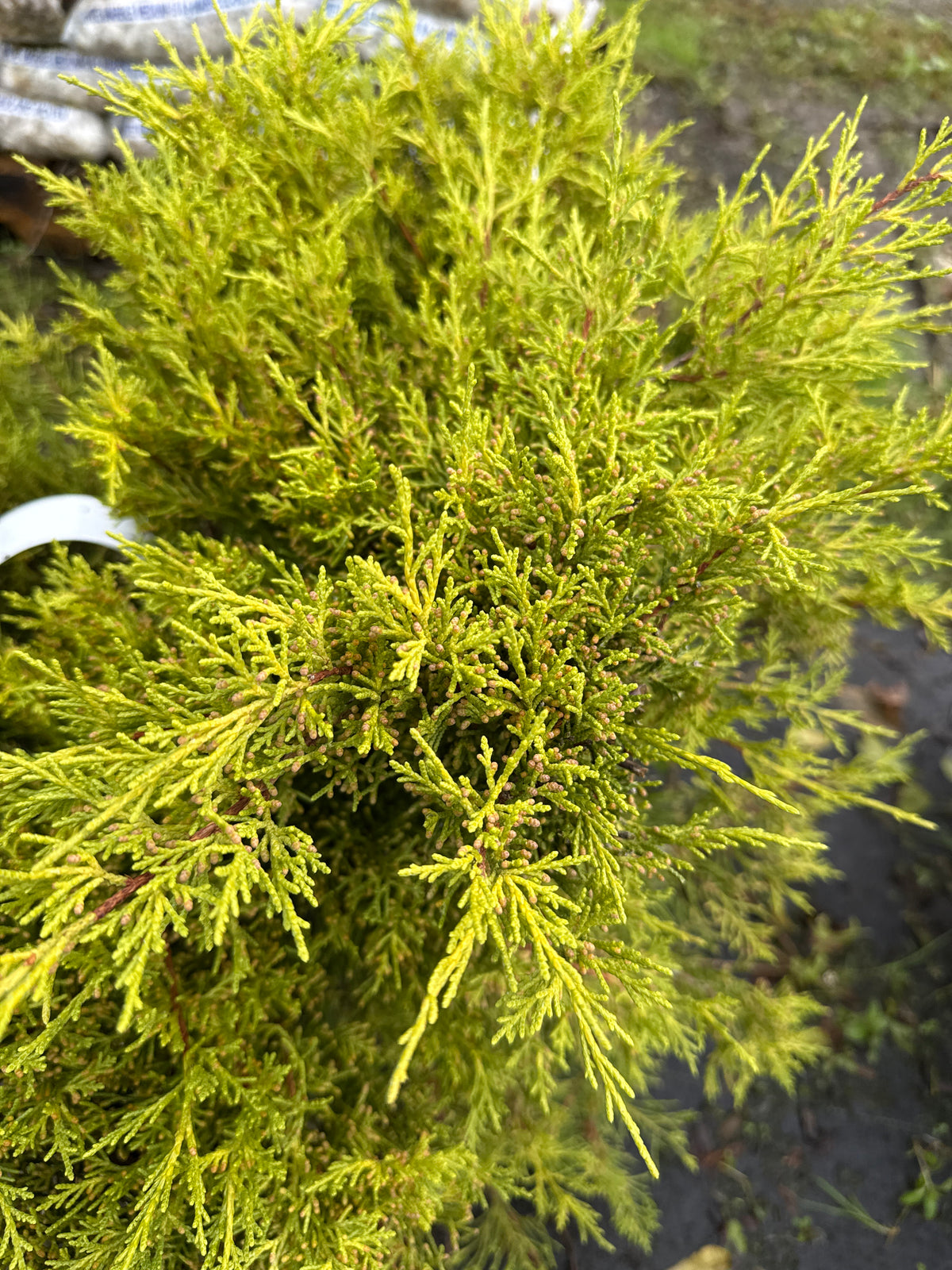 Old Gold Juniper