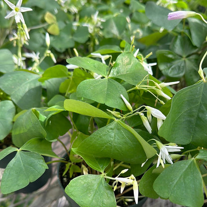 4" Potted Shamrock (Oxalis)