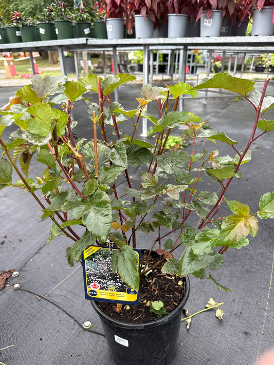 Diabolo (Monlo)  Ninebark