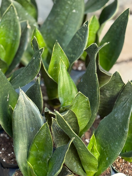 4" Sansiveria Black Diamond (Snake Plant)