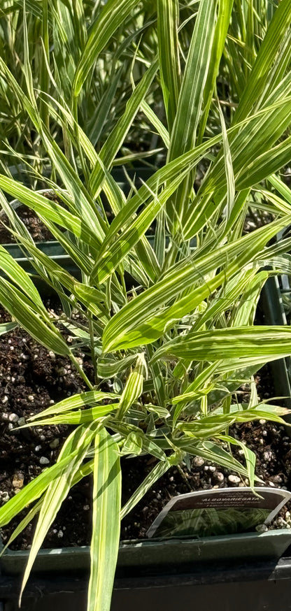 1 Gal Japanese Forest Grass (Hakonechloa)