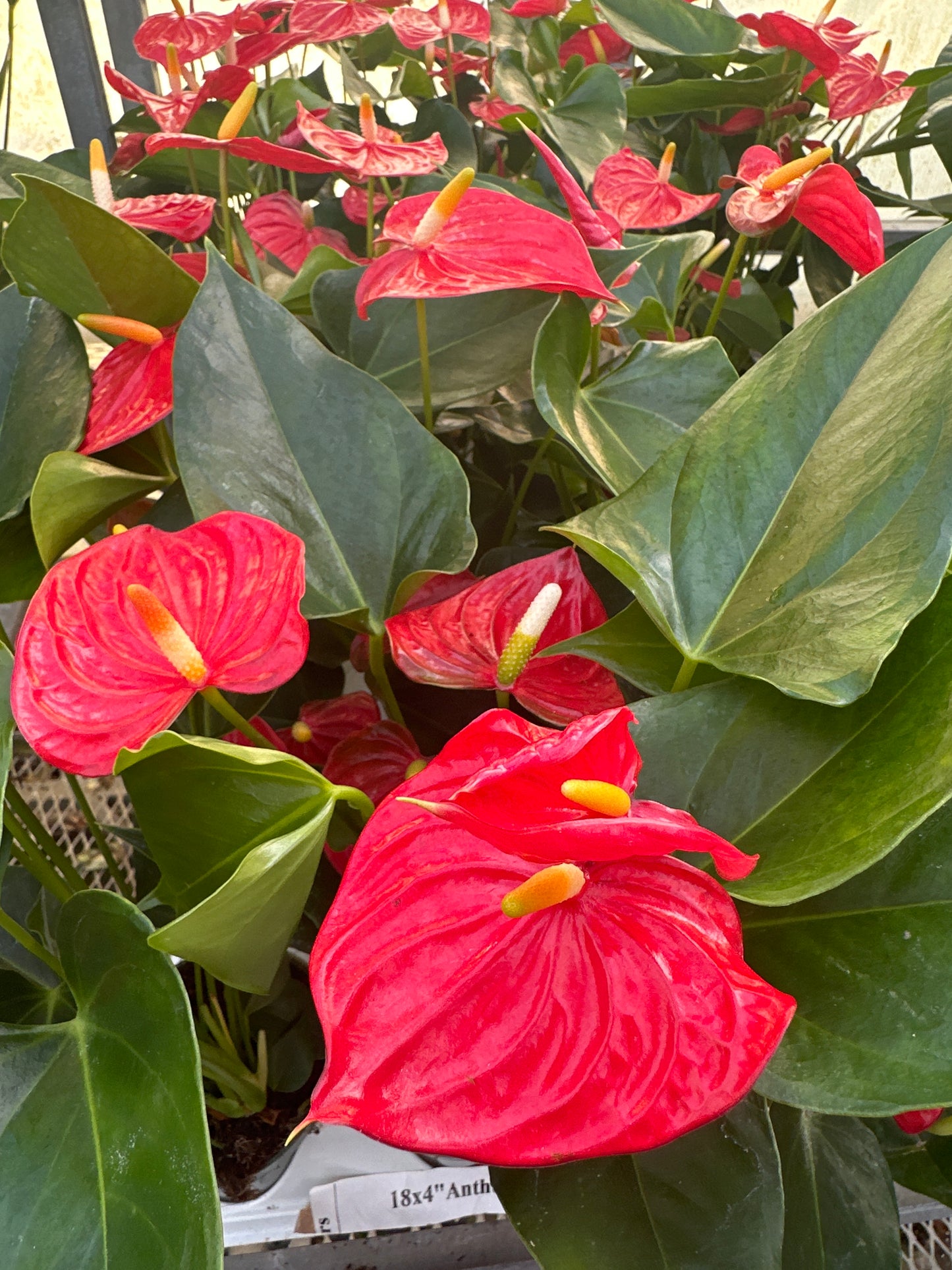 Anthurium