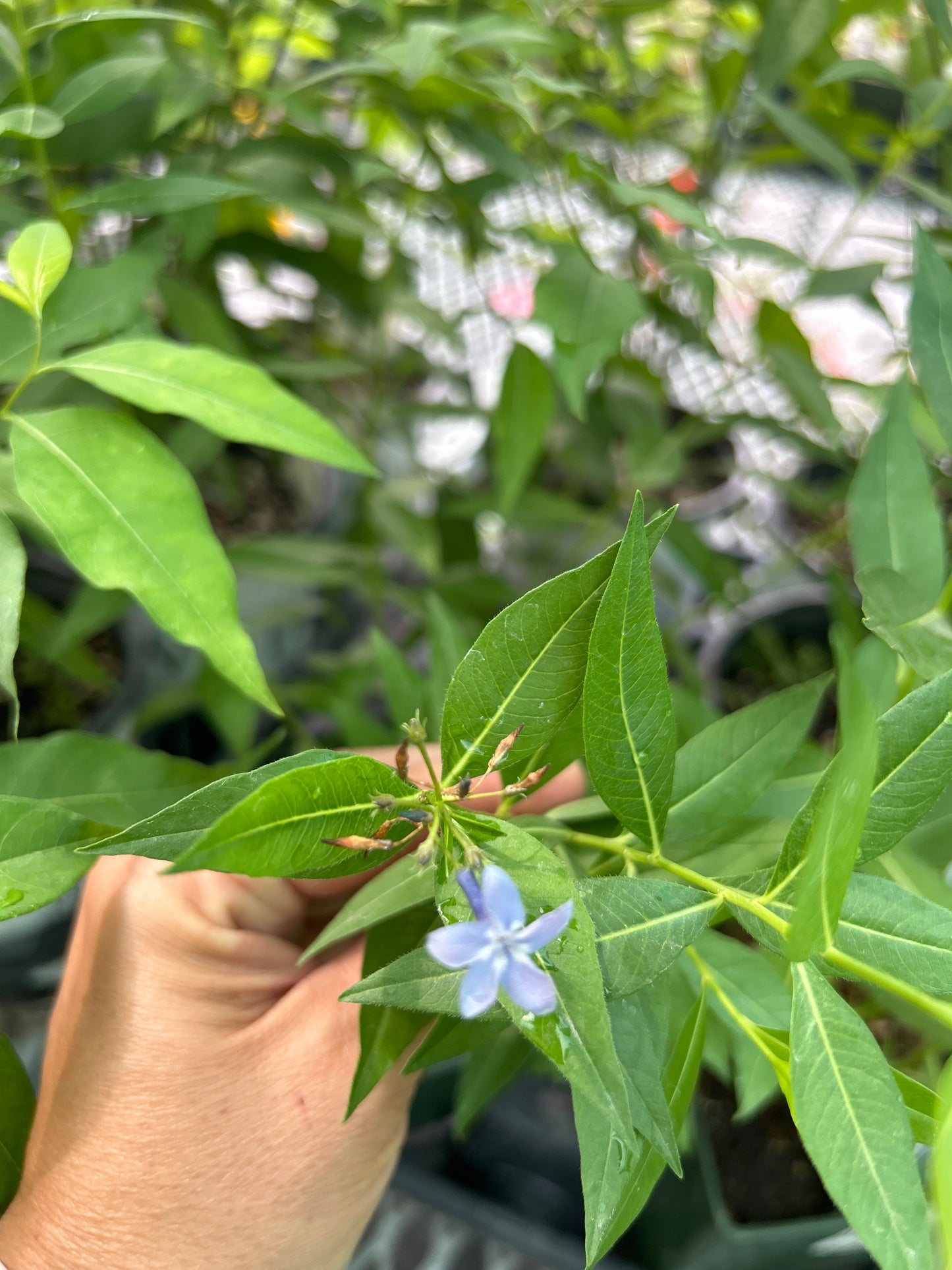 1 Gal Amsonia 'Blue Ice'