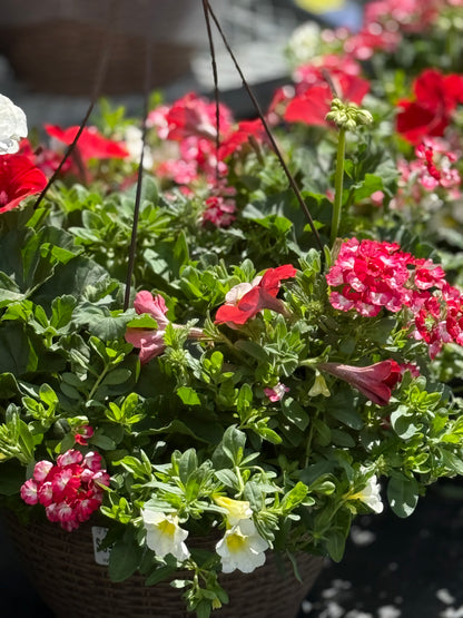 13" Premium Mixed Hanging Basket