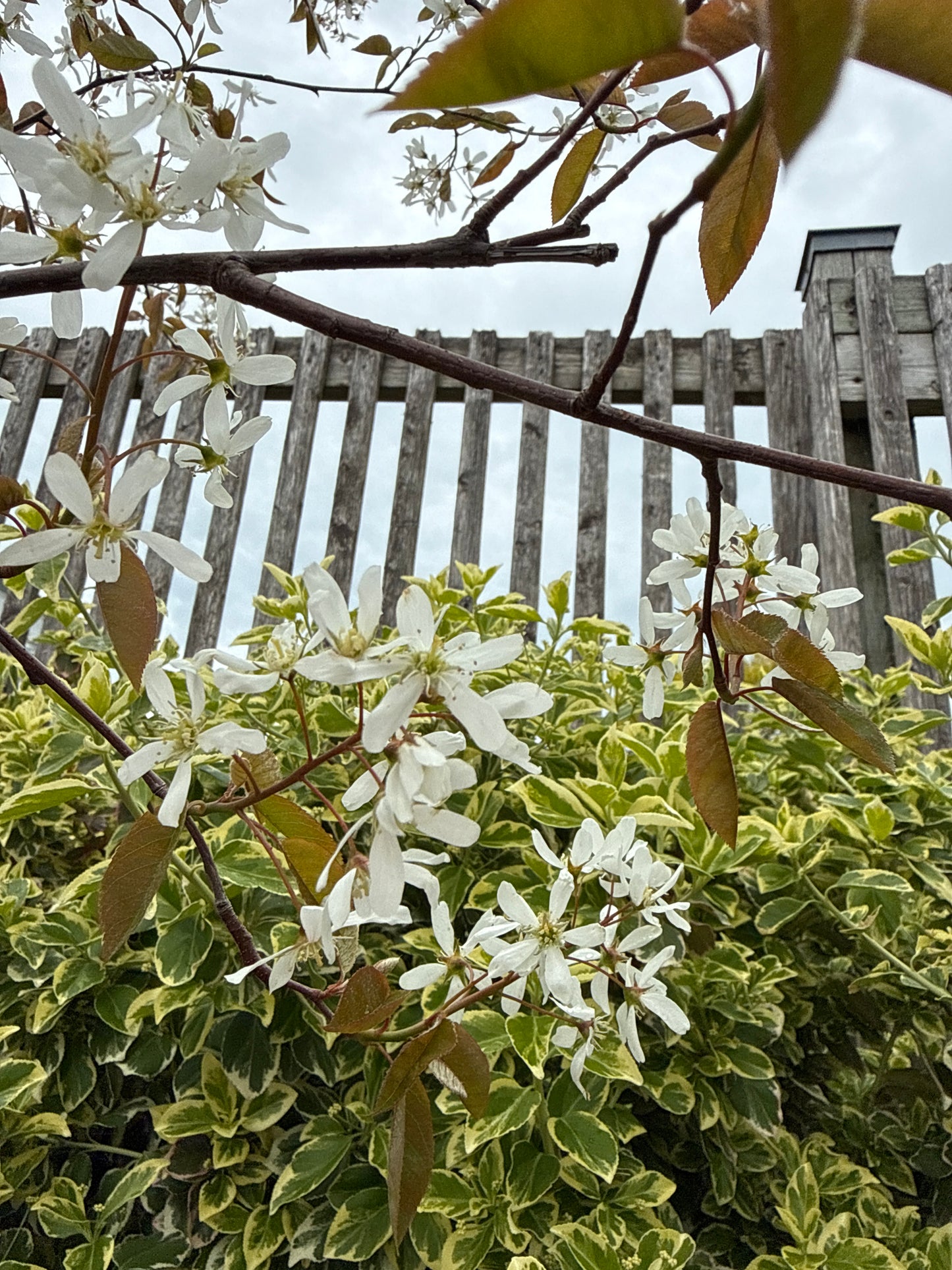 Autumn Brilliance Serviceberry (Single Stem)