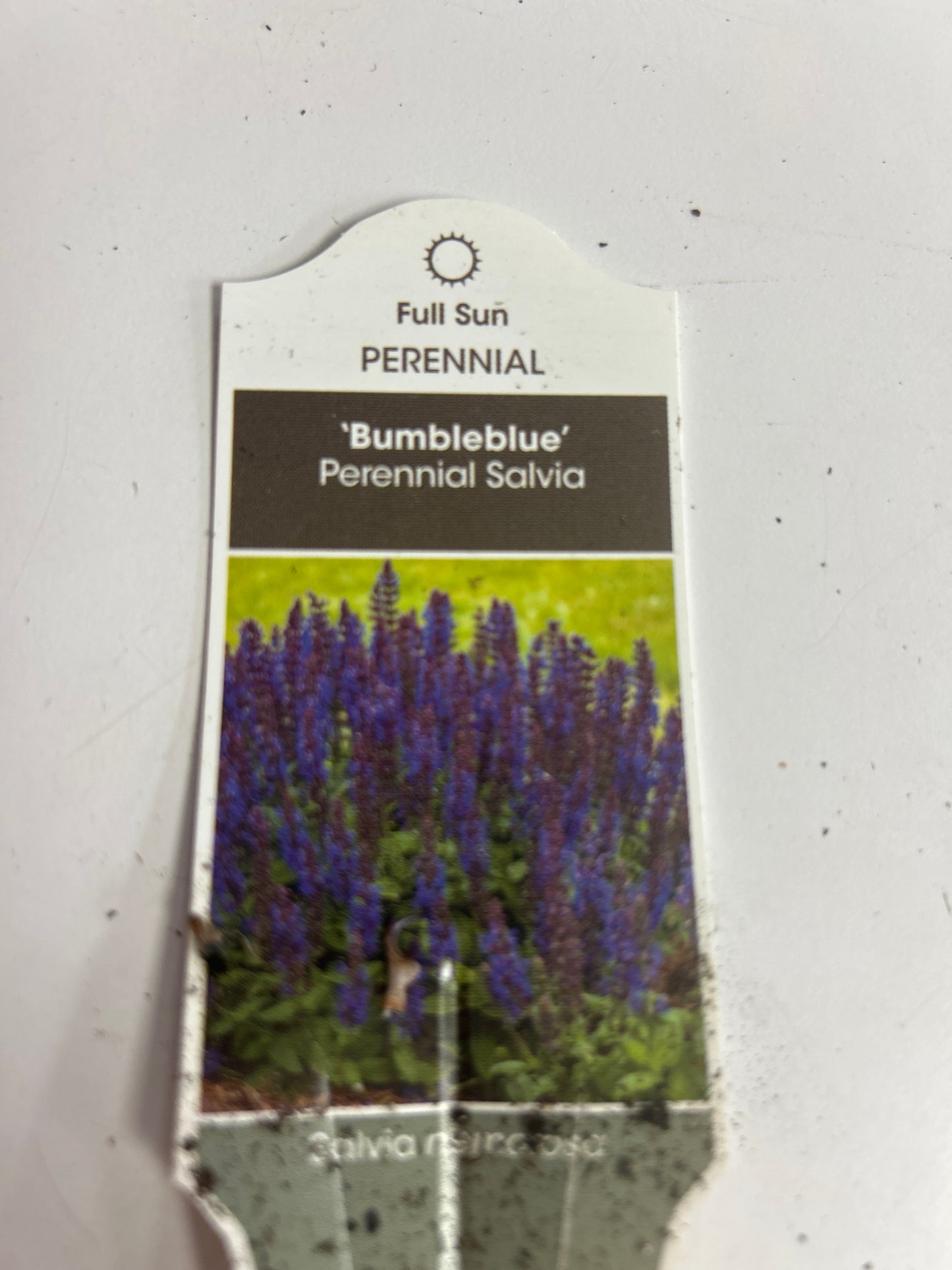 1 Gal Perennial Sage (Salvia)
